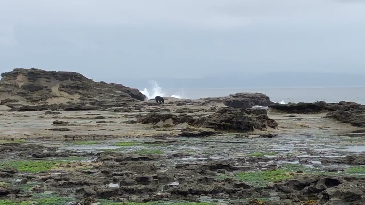 A rocky oceanside cliff at a distance with a black bear standing at the top.